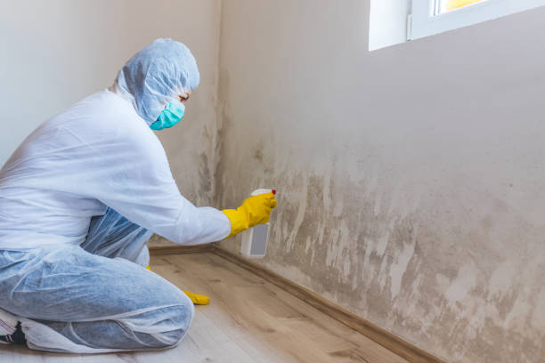 Licensed Basement Mold Removal service in Libertyville, IL - WQB Mold Removal