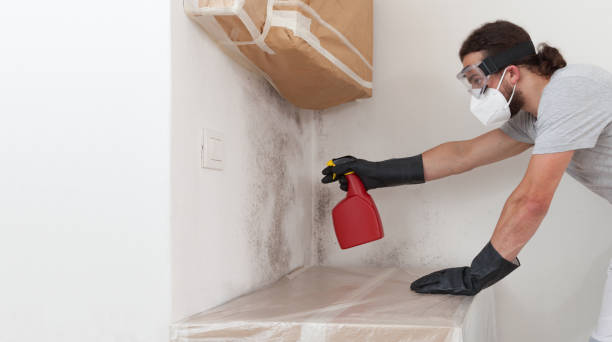 Professional Basement Mold Removal technician working in Libertyville, IL