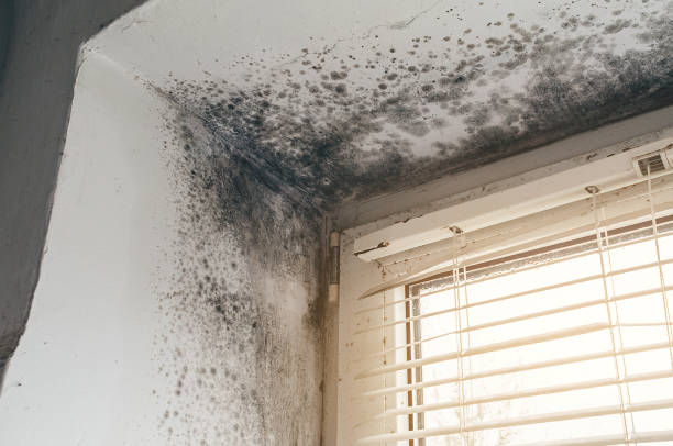 Affordable Basement Mold Removal solutions in Libertyville, IL