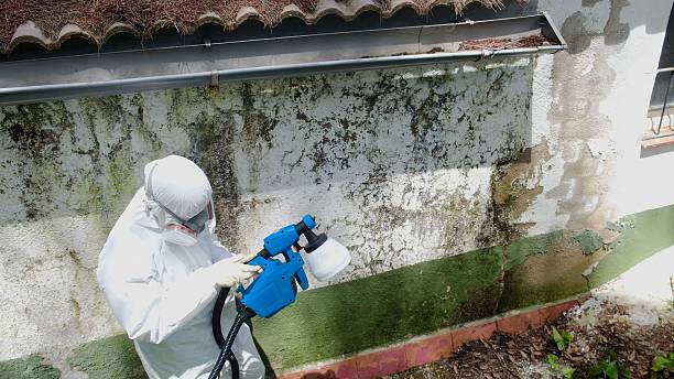 Top rated local Basement Mold Removal specialists in Libertyville, IL